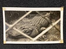 Foto instantânea vintage antiga de crocodilo americano grande em gaiola zoológico comprar usado  Enviando para Brazil