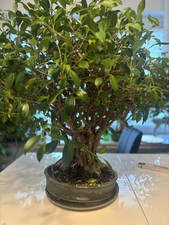 bonsai ficus gebraucht kaufen  Düsseldorf