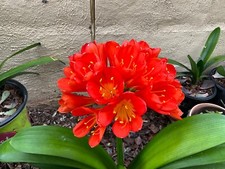 Live rooted clivia for sale  San Clemente