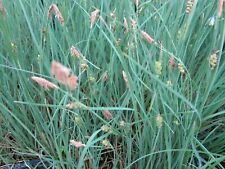 Carex panicea blue for sale  WALLINGFORD