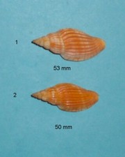 Lyria delessertiana madagascar d'occasion  Sanary-sur-Mer