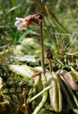 Pinguicula lusitanica pianta usato  Reggio Calabria