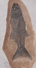 Fossil....large fossil fish... for sale  MALTON