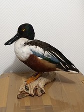 Taxidermie taxidermy trophées d'occasion  Échirolles