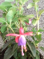 Fuchsia magellanica pflanzen gebraucht kaufen  Sonsbeck