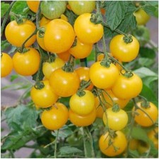 Seeds sweet canary d'occasion  Expédié en Belgium