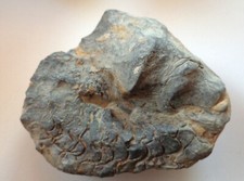 Ceratit druckdeformiert trias gebraucht kaufen  Deutschland