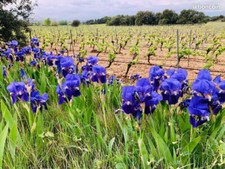 Rhizomes iris fleurs d'occasion  Narbonne