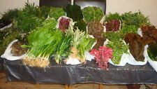 Live aquarium aquatic for sale  ROTHERHAM