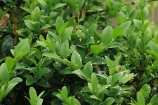 New buxus box for sale  BRIGHTON