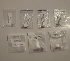 pachypodium gebraucht kaufen pachypodium gebraucht kaufen Hannover