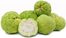 Hedge apple osage for sale  Kennett Square