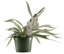 Flowerpotnursery staghorn fern for sale  Loranger