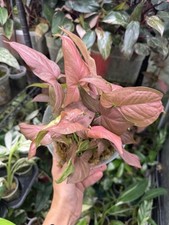 Syngonium pink perfection for sale  Quincy