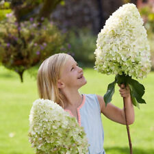 Hydrangea paniculata hercules d'occasion  Pouzauges