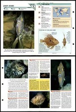 John dory fish for sale  SLEAFORD