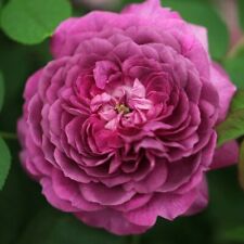 Pianta rosa reine usato  Buti