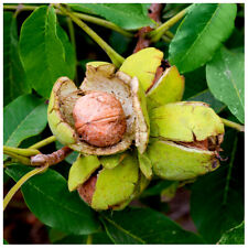 Large english walnut for sale  NEWTOWNARDS