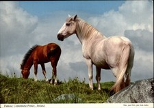 Ireland connemara ponies for sale  Sandusky
