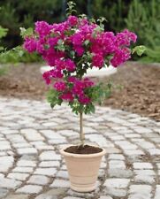 Bougainvillea standard patio for sale  ROCHESTER
