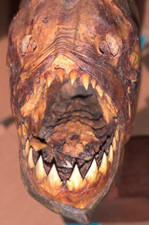piranha fish for sale piranha fish for sale Chappaqua