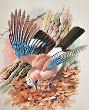 Jay woodland. vintage for sale  NELSON