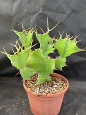 Euphorbia grandicornis vivaio usato  Massafra