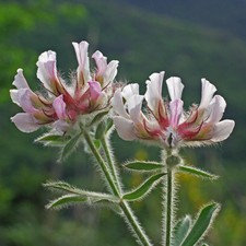 Lotus hirsutus white for sale  LAUNCESTON