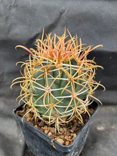 cactus piante grasse usato cactus piante grasse usato Massafra