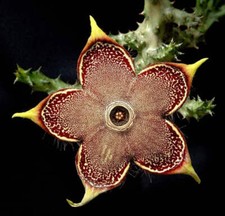 Edithcolea grandis 3.5 for sale  Jacksonville