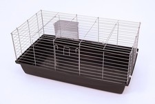 Xxl guinea pig for sale  Shipping to Ireland
