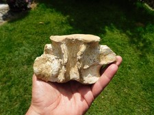 Wirbel vom plesiosaurus gebraucht kaufen  Limbach-Oberfrohna