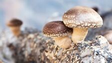 Shiitake flüssigmycel pilzkul gebraucht kaufen  Unterlüß