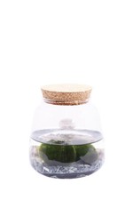 Pianta marimo cladophora usato  Santeramo in Colle