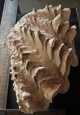 Collection coquillage tridacna d'occasion  Champigny-sur-Marne