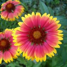 Blanket flower perennial for sale  Sevierville