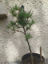 pre bonsai d'occasion pre bonsai d'occasion Blagnac
