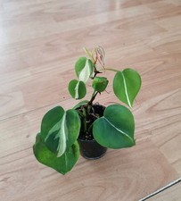 Philodendron silver stripe gebraucht kaufen Philodendron silver stripe gebraucht kaufen  Berlin