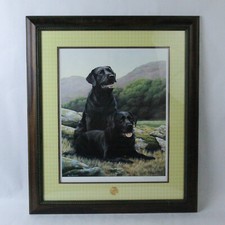 Nigel hemming labrador for sale  Mcminnville