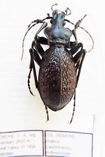 Carabus imabius cashmirensis d'occasion  Le Havre-