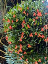 Maxillaria sophronitis orchid usato  Spedire a Italy