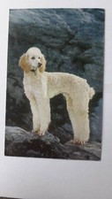 Postcards dogs cats for sale  NORTHAMPTON