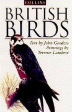 British birds lambert for sale  UK