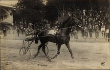 Trabrennen pferd tiego gebraucht kaufen  Berlin