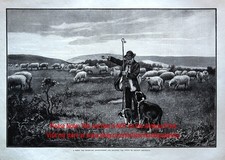 Dog training sheepdog for sale  Lake Villa