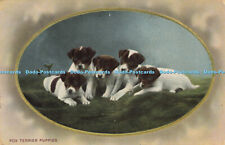 R612371 fox terrier for sale  WARLINGHAM