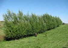 Austree hybrid willow for sale  New Salisbury