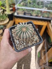 geohintonia for sale geohintonia for sale SUTTON COLDFIELD