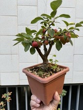 Melo bonsai shohin usato  Italia