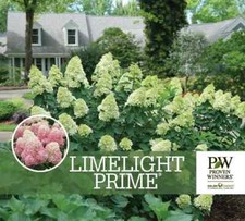 Limelight prime panicle for sale  Mcminnville